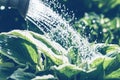 Garden plants watering, pouring water closeup