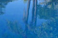 Garden plants reflected in swimming pool Royalty Free Stock Photo