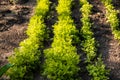 A garden plot for farming. Rows of young and fresh carrot plants in springtime Royalty Free Stock Photo