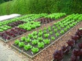 Garden Plots of Lettuce