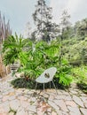 Garden plower plant chair tree Royalty Free Stock Photo