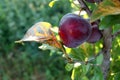 Garden plum tree with fruits and autumn leaves in sunlight. Royalty Free Stock Photo