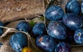Garden plums on the table. Autumn harvest. Blue plums. Fresh plums on a wooden surface. Fresh plums on a wooden table background. Royalty Free Stock Photo