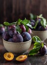 Garden plums on table. Close up of fresh plums with leaves. Autumn harvest of plums. Royalty Free Stock Photo