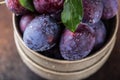 Garden plums on table. Close up of fresh plums with leaves. Autumn harvest of plums. Royalty Free Stock Photo