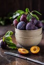 Garden plums on table. Close up of fresh plums with leaves. Autumn harvest of plums. Royalty Free Stock Photo