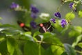 Garden with Polinating Postman Butterflies on a Flowers Royalty Free Stock Photo