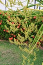 Garden pollen, close-up of a palm tree, palm blossom in an outdoor garden Royalty Free Stock Photo