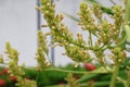 Garden pollen, close-up of a palm tree, palm blossom in an outdoor garden Royalty Free Stock Photo