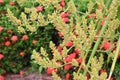 Garden pollen, close-up of a palm tree, palm blossom in an outdoor garden Royalty Free Stock Photo