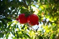 The garden of pomegranate Royalty Free Stock Photo