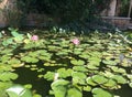 Garden pond with aquatic plants and Blooming nenuphar Lilies