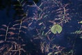 Garden pond in autumn with one green water lily leaf and underwater plants, copy space, selected focus Royalty Free Stock Photo