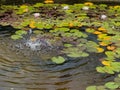 Garden pond with blooming water lilies and a small fountain, close up Royalty Free Stock Photo