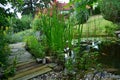 Garden pond goldfish