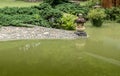 Garden with pond Royalty Free Stock Photo