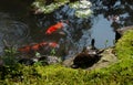 Japanese garden pond with turtles, koi fish and water lily leaves Royalty Free Stock Photo