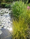 Garden pond with lilies and Grasses Royalty Free Stock Photo