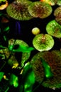 Garden Pond with Lilly Pads and Purple Flower