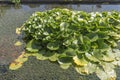 Garden Pond Lily Pads Royalty Free Stock Photo