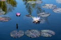 Garden Pond With Lilypads and Lotus Flowers