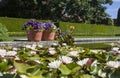 Garden Pond with Lotus Blooms