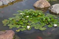 Garden pond with ornamental domesticated fish Royalty Free Stock Photo