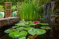 Garden Pond with Plants and Waterfall in backyard Royalty Free Stock Photo