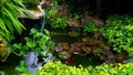 Garden Pond in the Rain