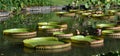 Garden pond scene with Giant Lily Pads Royalty Free Stock Photo