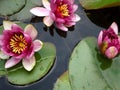 Garden pond with three pink water lily flowers. Royalty Free Stock Photo