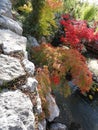 Garden Pond Trees