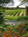 Garden: pond with vines in subtropical garden