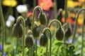 Garden Poppy`s in bright desert sunshine