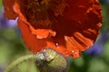 Garden Poppy`s in bright desert sunshine