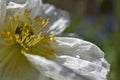 Garden Poppy`s in bright desert sunshine