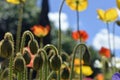 Garden Poppy`s in bright desert sunshine