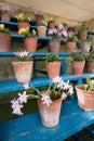 Garden pot plants on blue staging at Calke Abbey, Derbyshire. Royalty Free Stock Photo