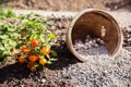 Garden Pottery and Snail Decoration with Orange Lantern Flowers Royalty Free Stock Photo