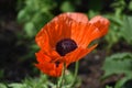 Beautiful Flowering Oriental Poppies Blooming in a Garden