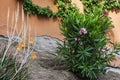 A garden with pretty flowering plants