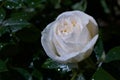 Rain-Kissed Elegance: White Rose in the Garden Royalty Free Stock Photo