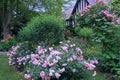 garden with prolific rose bushes Royalty Free Stock Photo