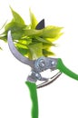 Garden pruner with green twigs