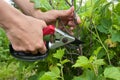 Garden pruner in hands of woman Royalty Free Stock Photo