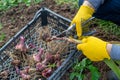 Garden pruning shears are yellow. Hands with gloves. Bulb of gladioli without soil