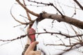 Garden pruning. Spring work in a garden Royalty Free Stock Photo