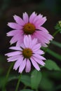 Garden with Purple Echinacea Flowers in Bloom Royalty Free Stock Photo