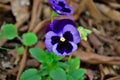 In the garden, the purple flower of Viola tricolor var. hortensis Royalty Free Stock Photo