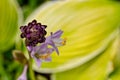 Garden purple hosta flower with yellow leaf